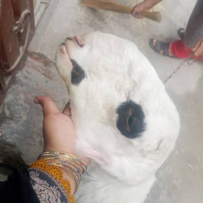 chatra 4 month for sale in Lahore