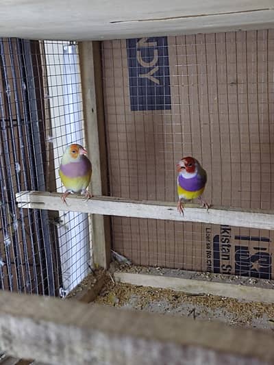 Lutino Goldian breeder pair / Goldian