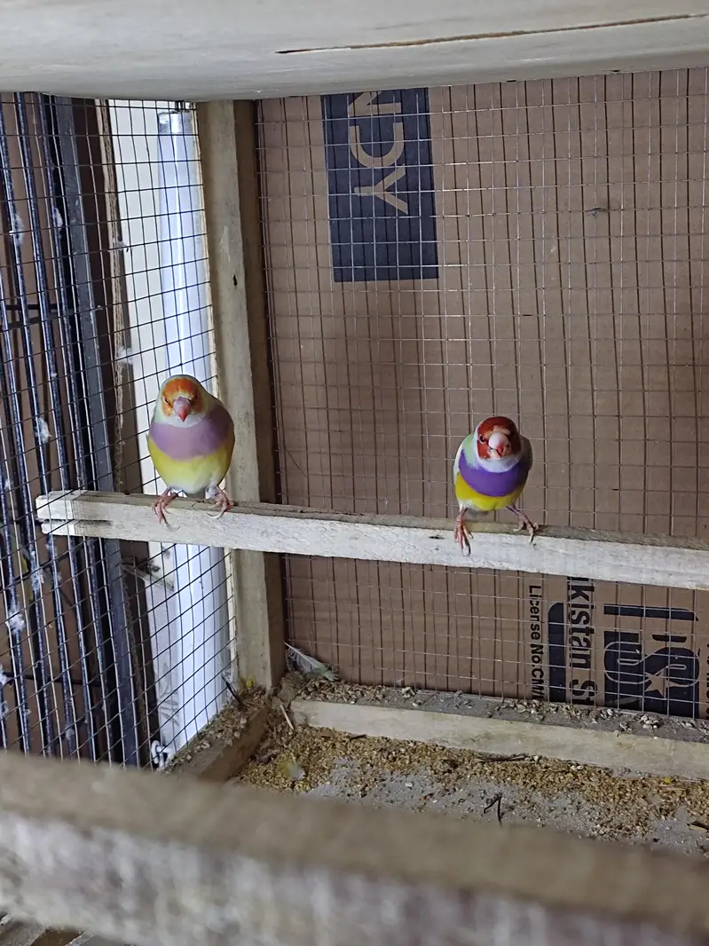 Lutino Goldian breeder pair / Goldian — photo 2