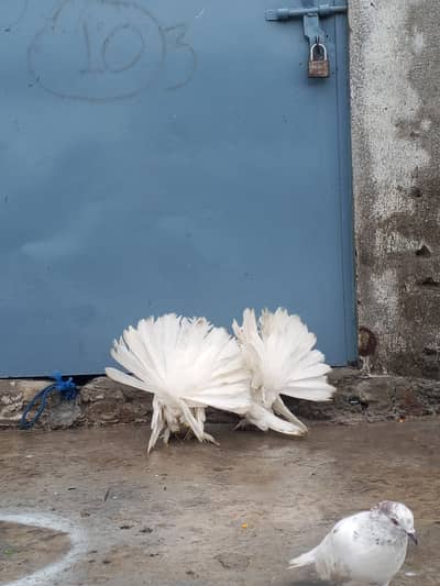 american white pair