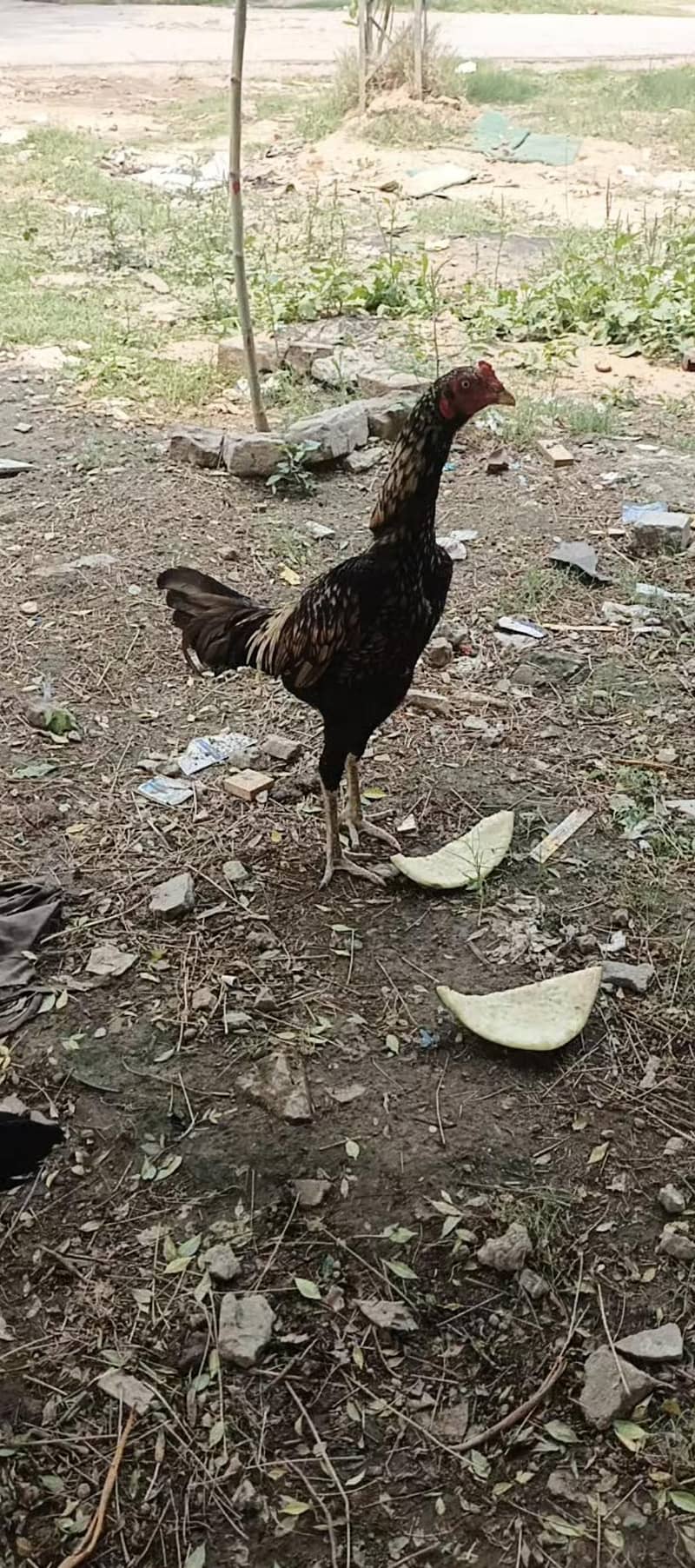 video b ha 2