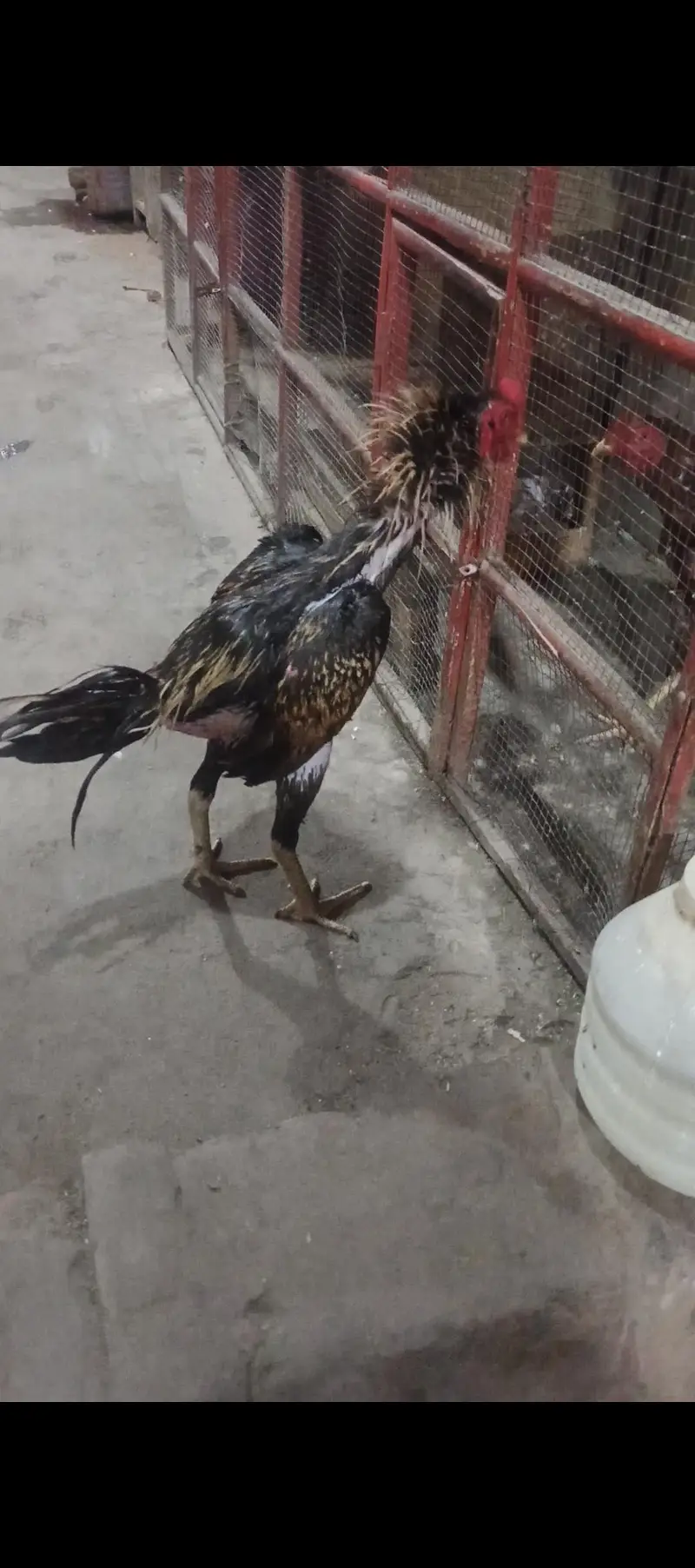 video b ha — photo 4