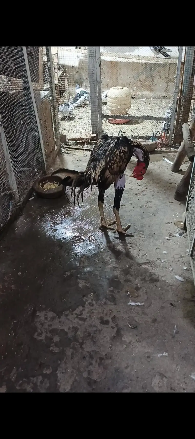 video b ha — photo 6