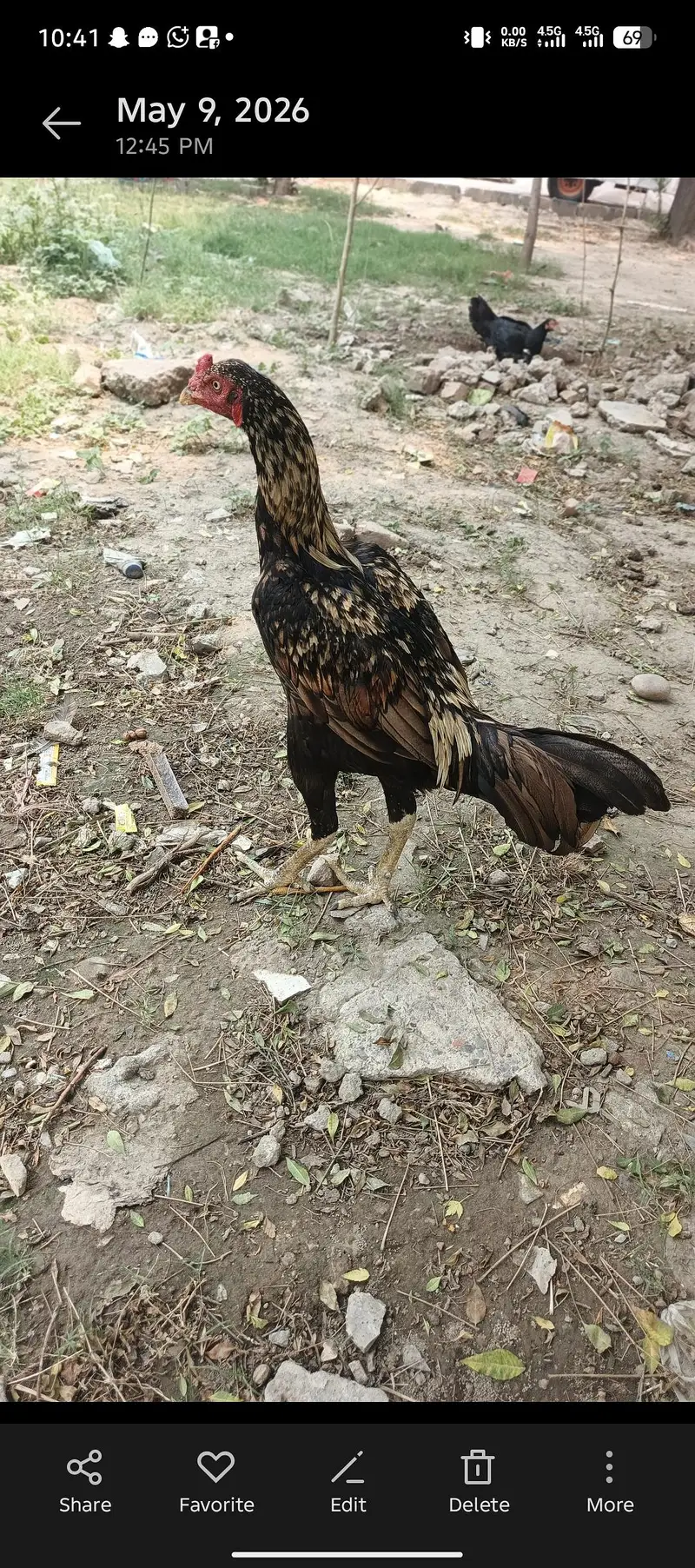 video b ha — photo 7