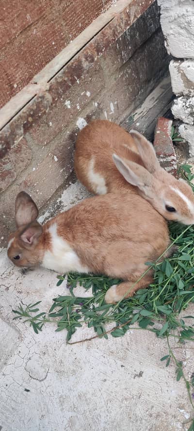 Rabits