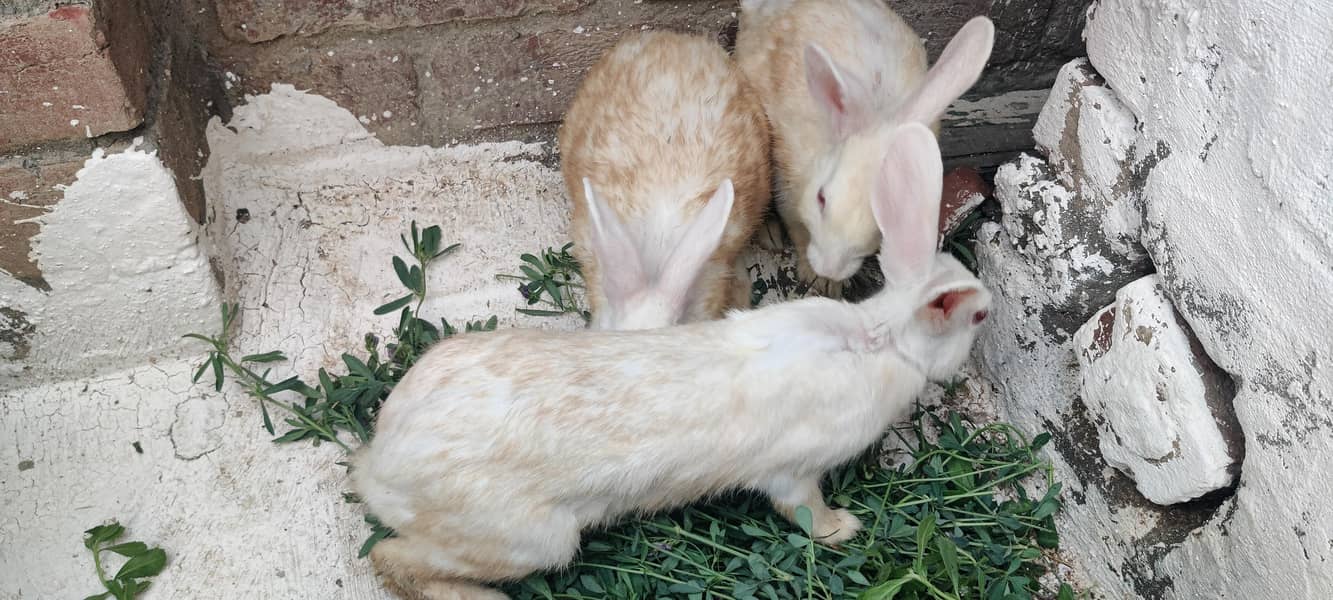 Rabits 1