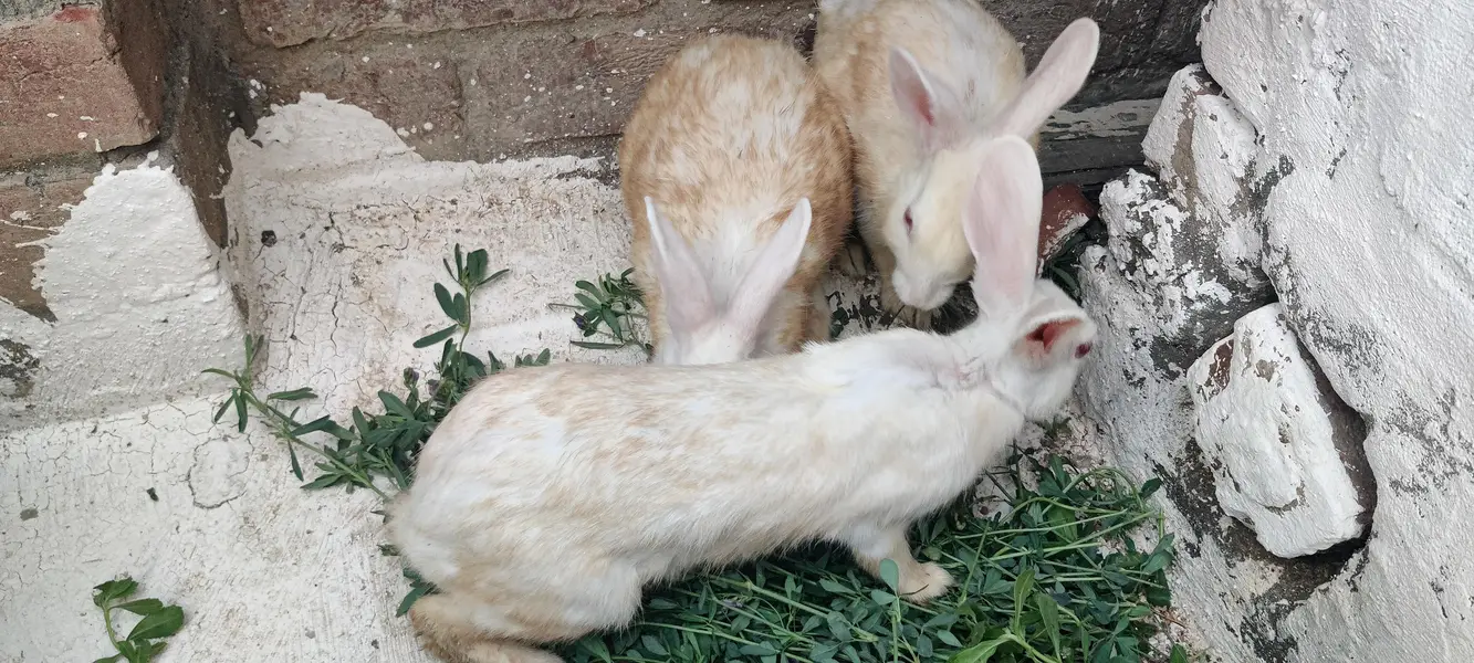 Rabits — photo 2