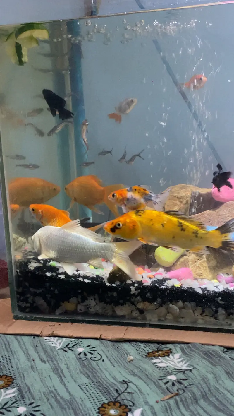 all fishes available