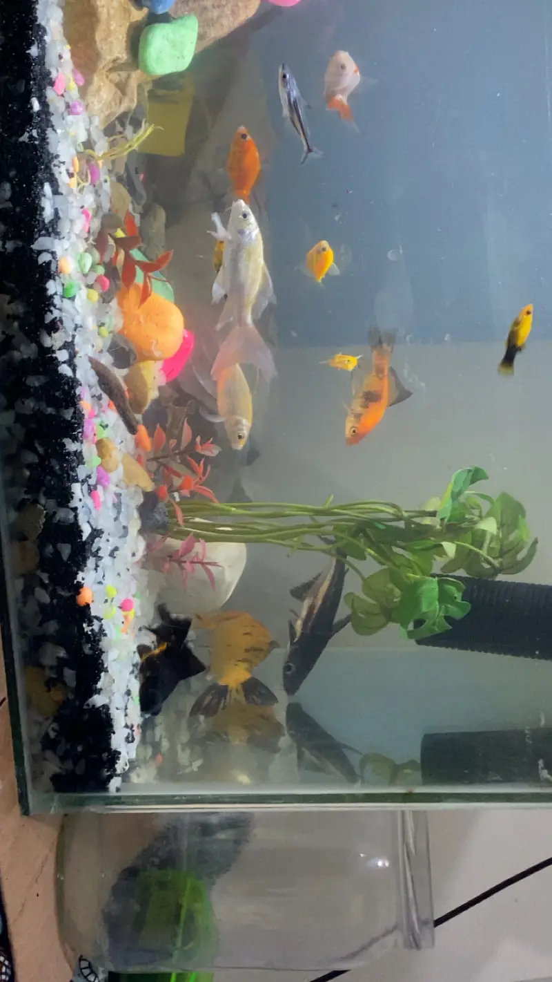 all fishes available — photo 2