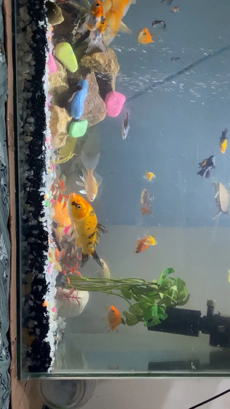 all fishes available — photo 3