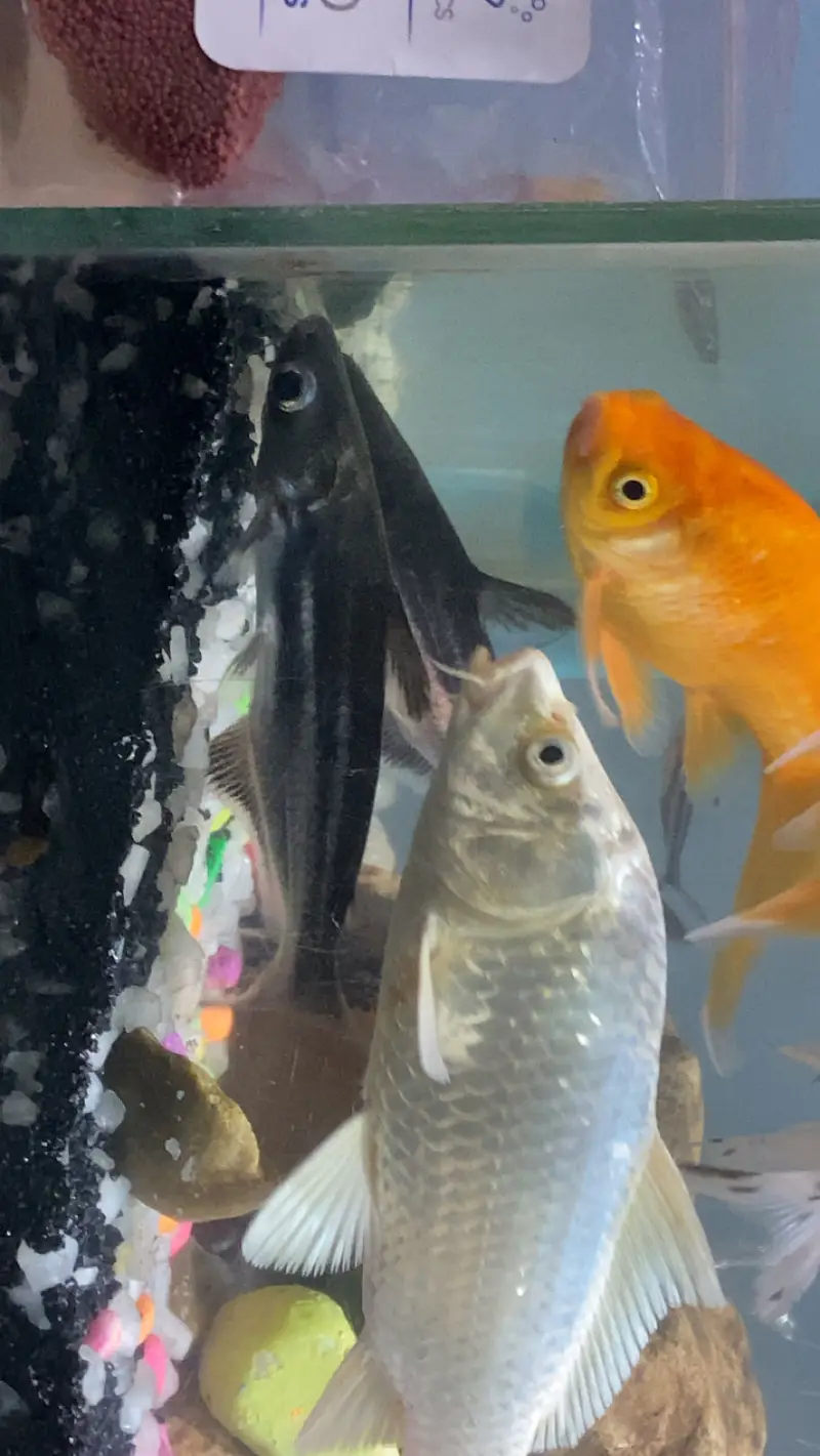 all fishes available — photo 4