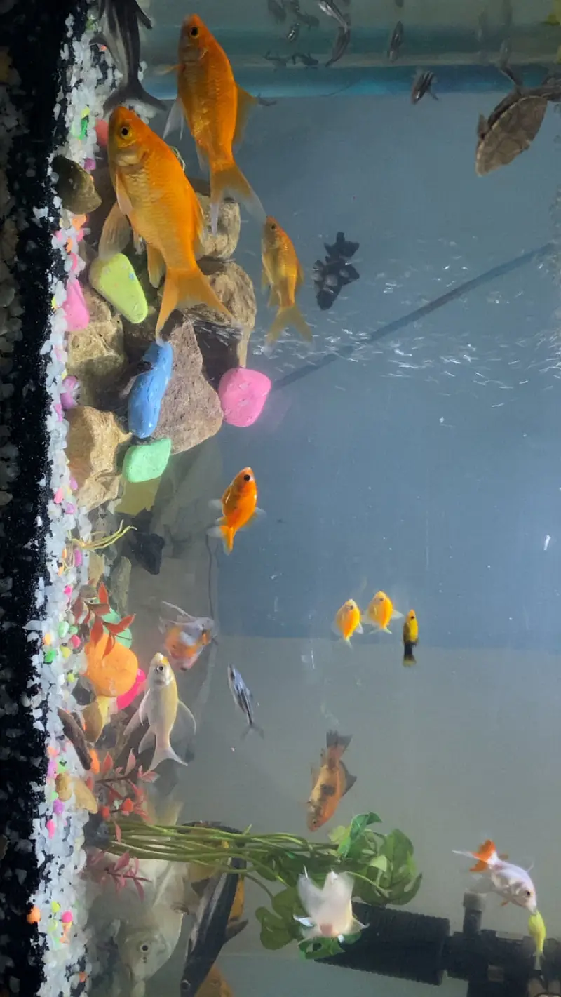 all fishes available — photo 5