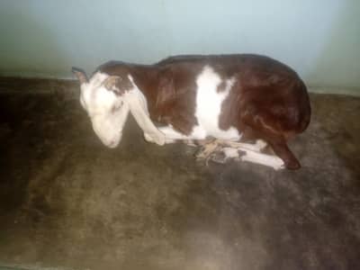 Bakri , Not breeded yet