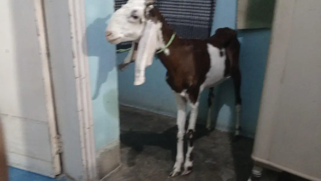 Bakri , Not breeded yet — photo 2