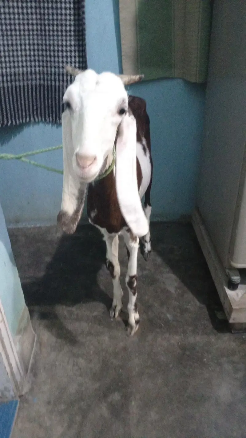 Bakri , Not breeded yet — photo 3