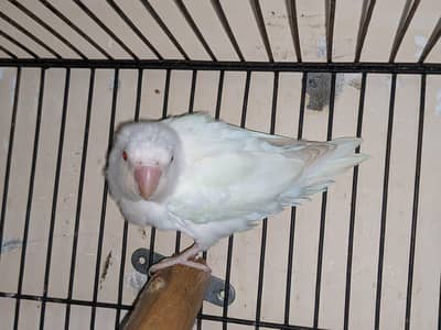 white albino / and male dakino and red eye