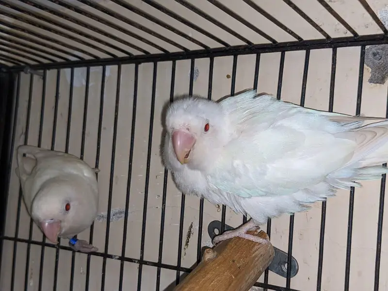 white albino / and male dakino and red eye — photo 2