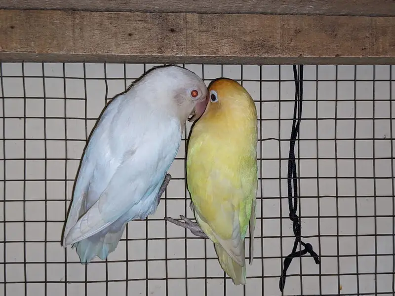 white albino / and male dakino and red eye — photo 3