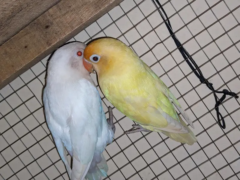 white albino / and male dakino and red eye — photo 6
