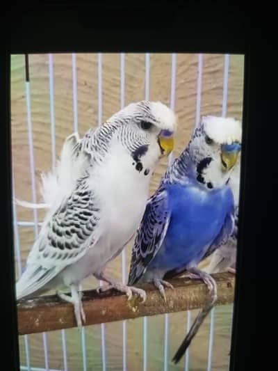 Hogoromo budgie good size