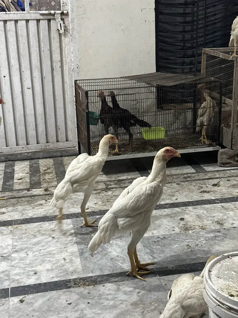 White shamo — photo 4