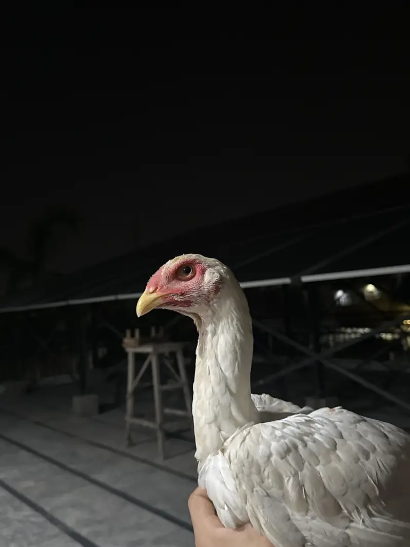 White shamo — photo 6