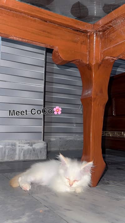 Cute persian cat