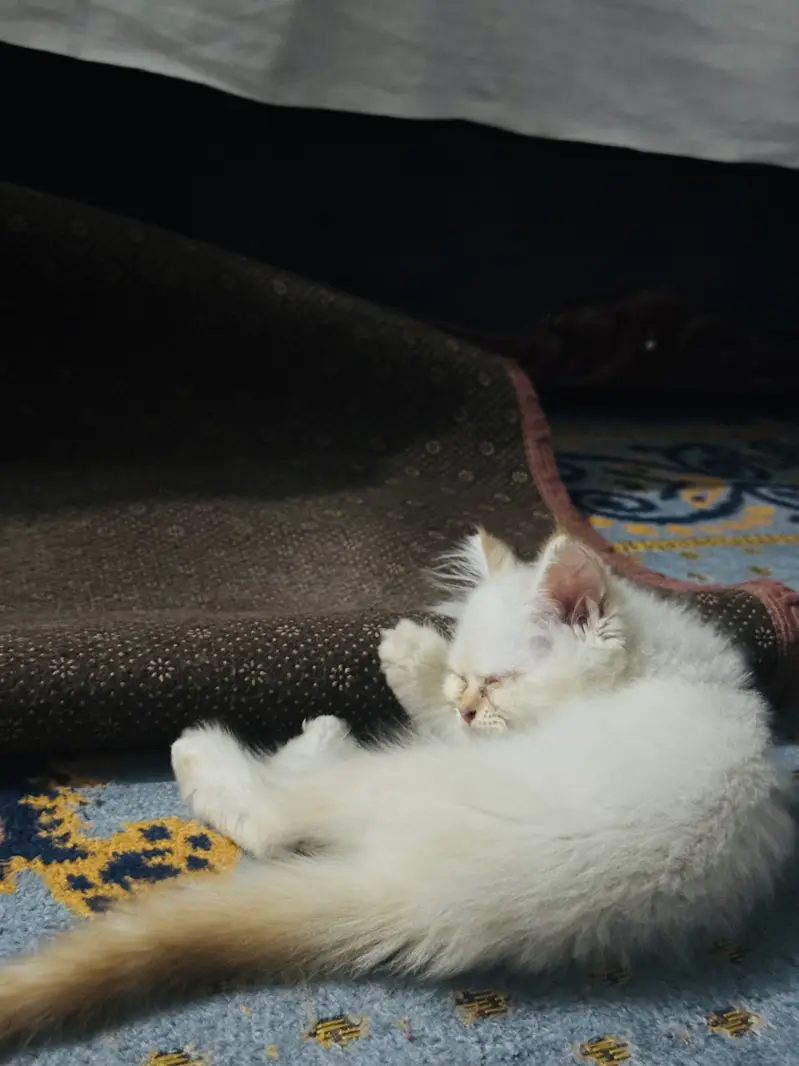 Cute persian cat — photo 2