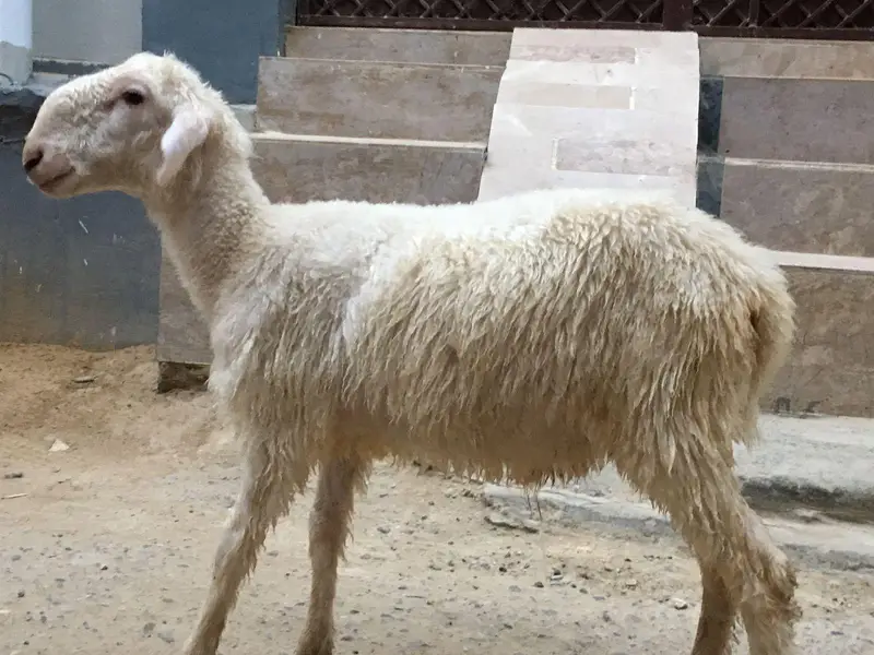 khara ka dumba h urgent sale — photo 2