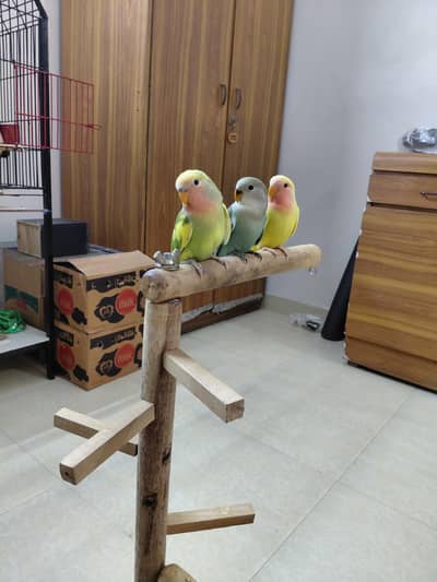 Hand tamed Fly tamed Cocktails, Sun conure and love birds