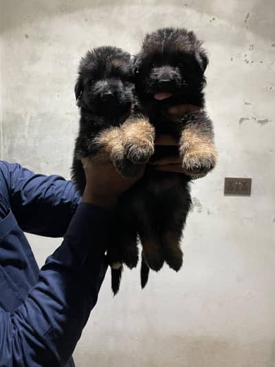 German Shepherd male and female puppies long coat available
