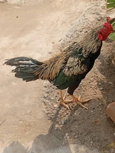 pair aseel and hen for sale