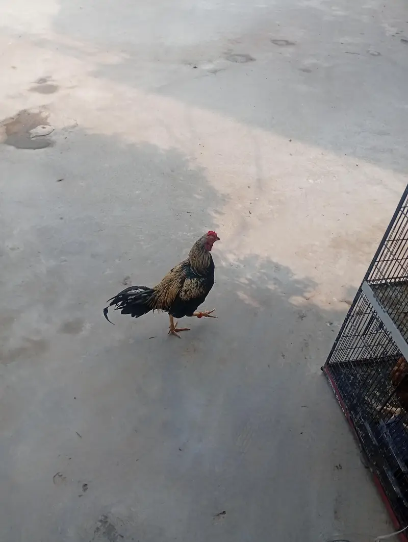 pair aseel and hen for sale — photo 2