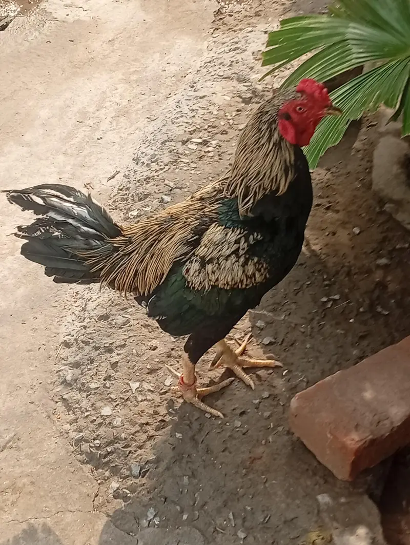 pair aseel and hen for sale — photo 3