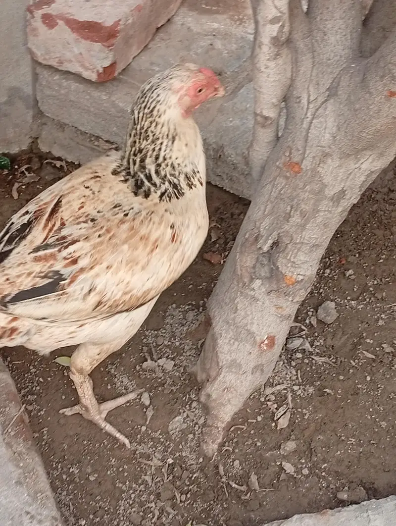 pair aseel and hen for sale — photo 4