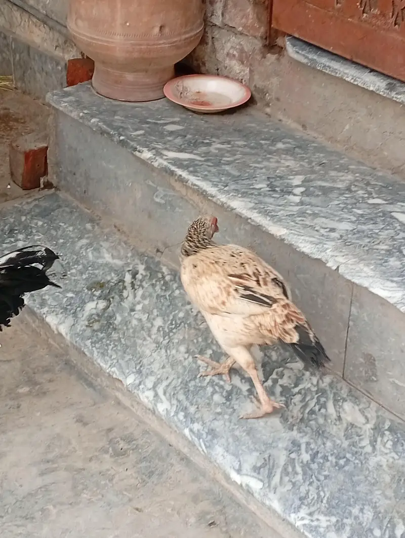 pair aseel and hen for sale — photo 5