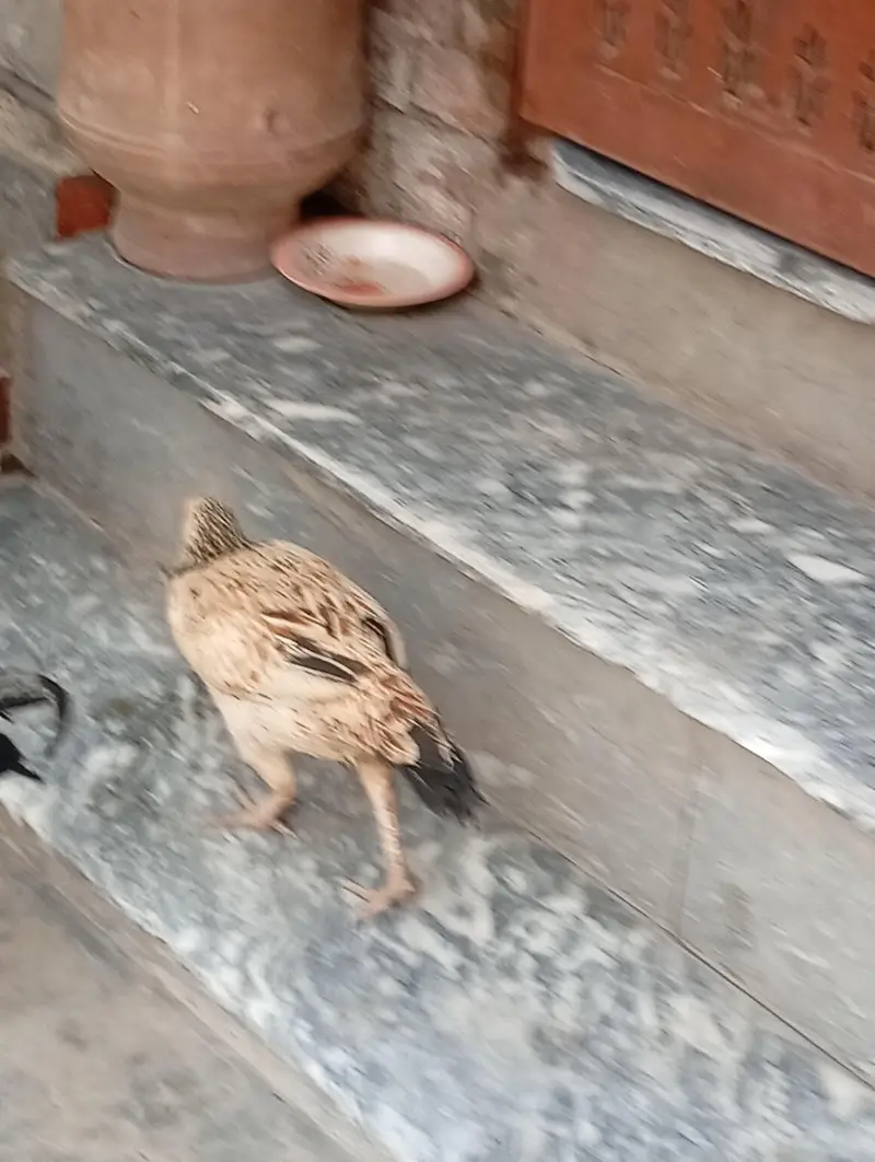 pair aseel and hen for sale — photo 6