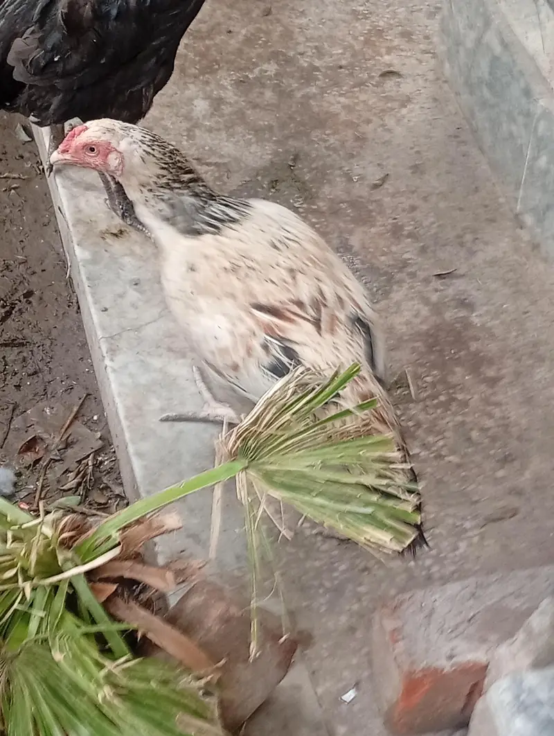 pair aseel and hen for sale — photo 7
