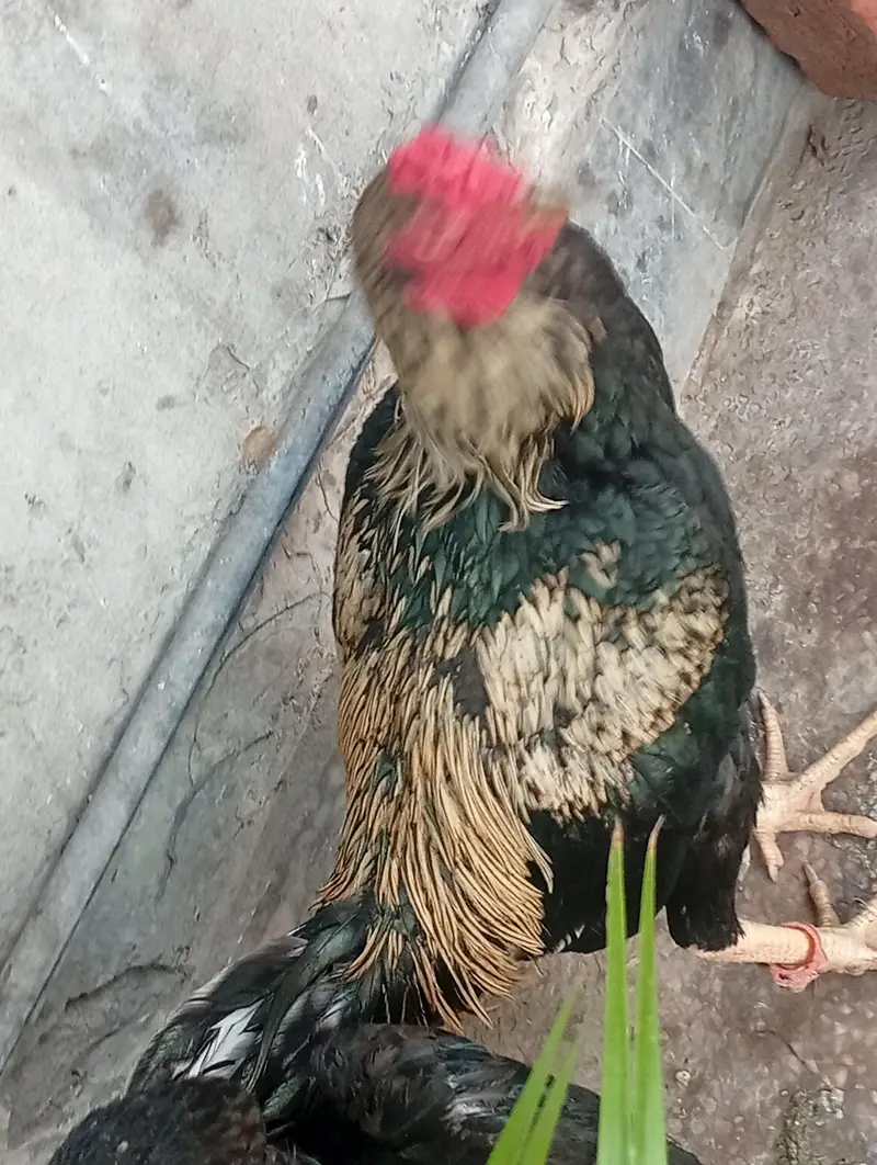 pair aseel and hen for sale — photo 8