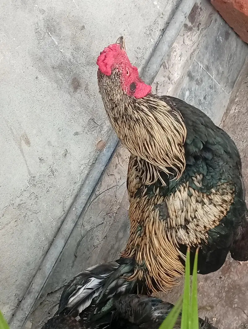 pair aseel and hen for sale — photo 9