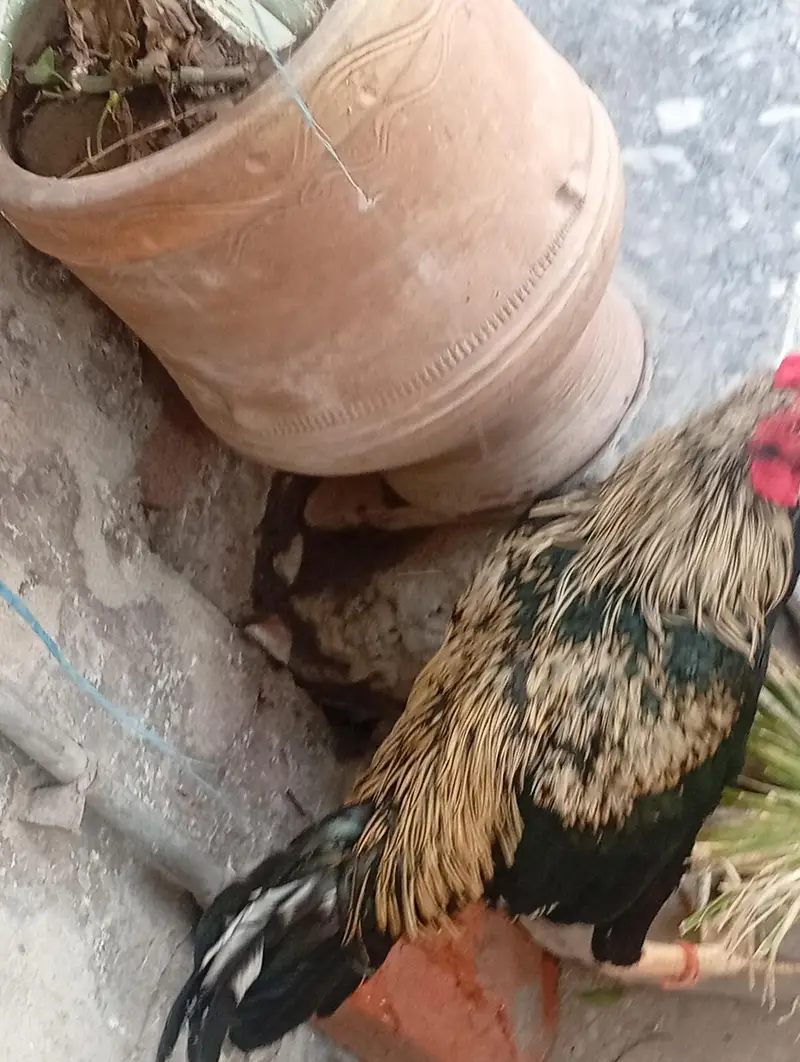 pair aseel and hen for sale — photo 10