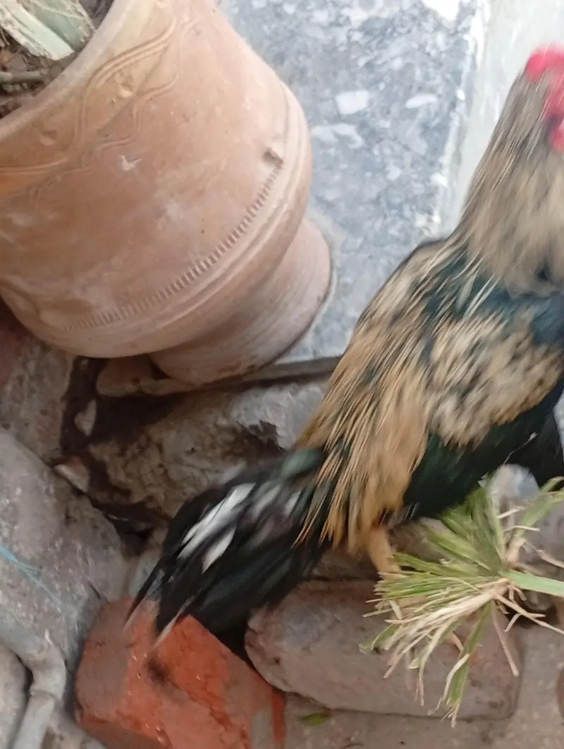 pair aseel and hen for sale — photo 11