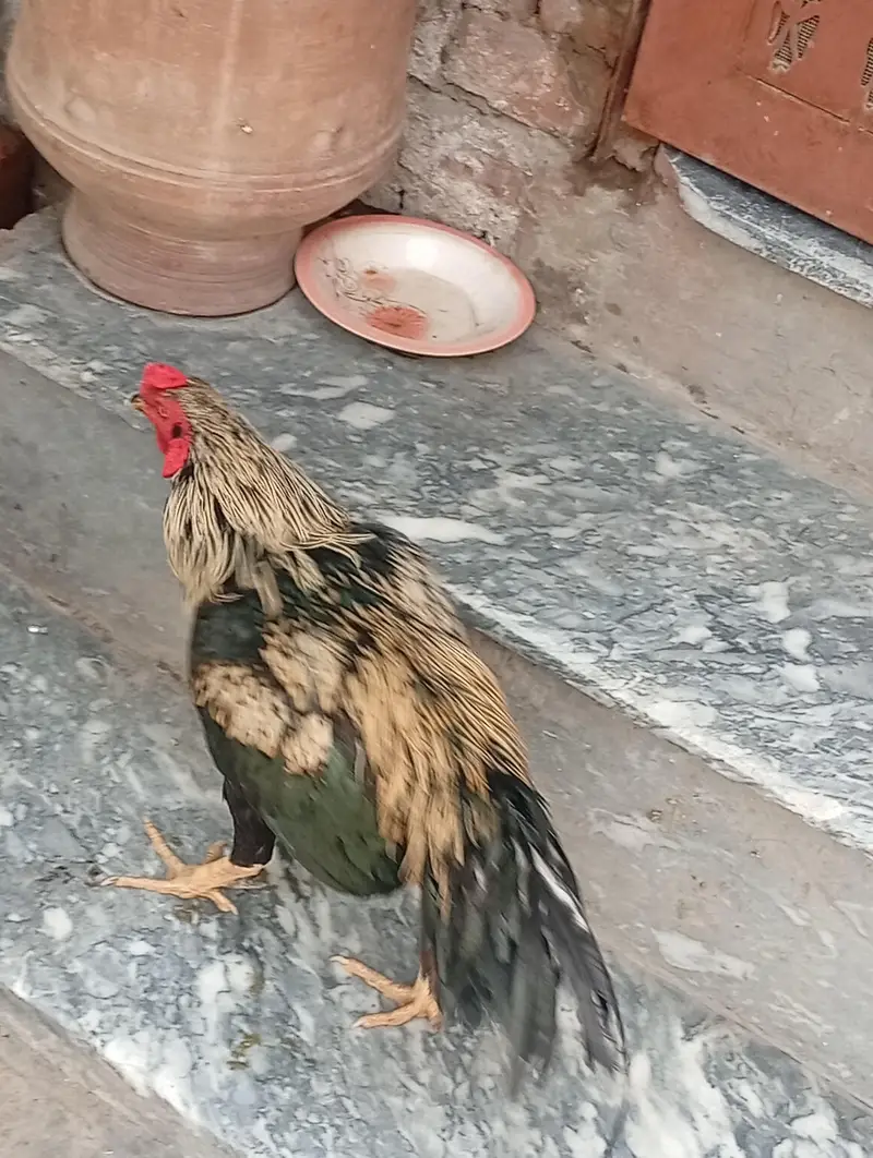 pair aseel and hen for sale — photo 12