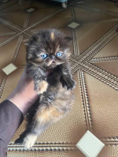 Piki face triple coated kitten  for sale contact on 03007327389