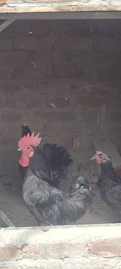 Black Australorp heritage hens