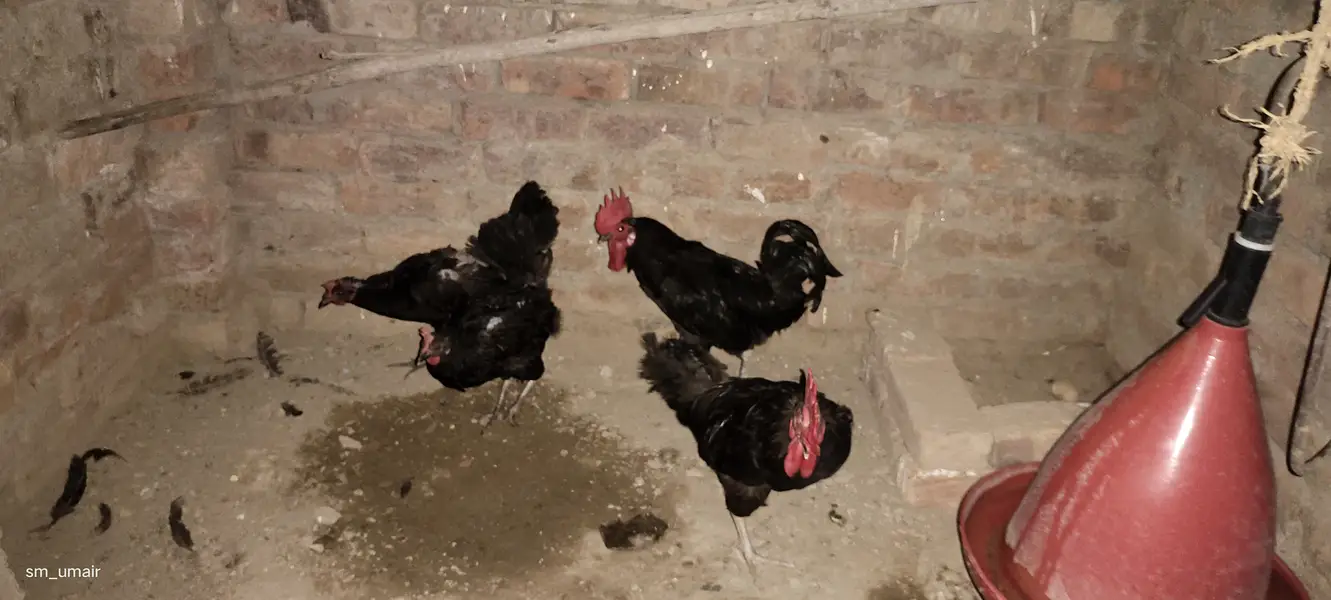 Black Australorp heritage hens — photo 2