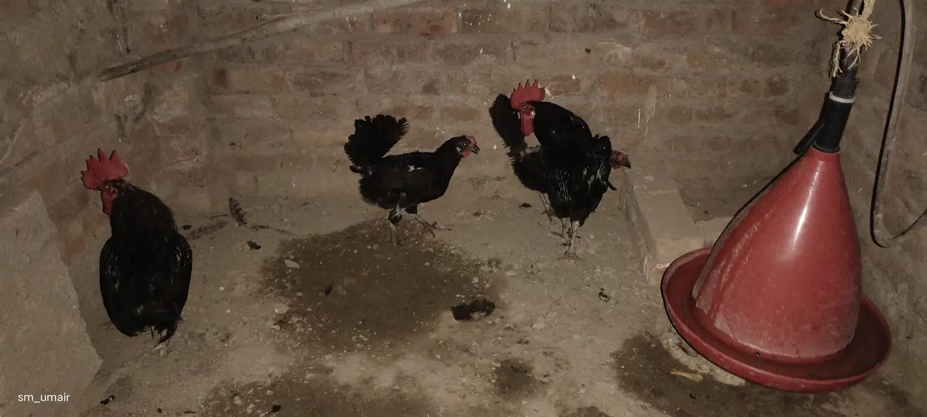 Black Australorp heritage hens — photo 3