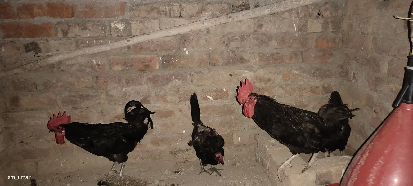 Black Australorp heritage hens — photo 4