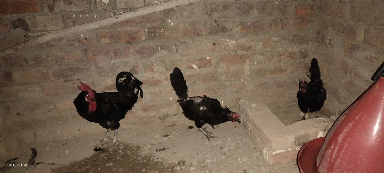 Black Australorp heritage hens — photo 5