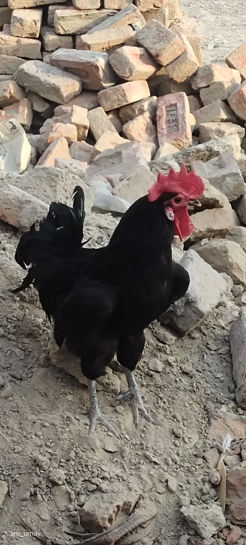 Black Australorp heritage hens — photo 6